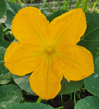 Load image into Gallery viewer, Flowers Tea
